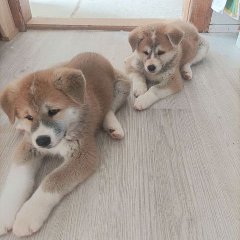 Akita Inu in Darmstadt abzugeben
