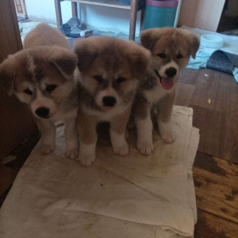 Akita Inu in Darmstadt abzugeben