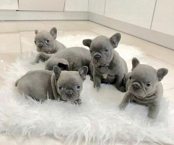 Hochwertige Französische Bulldoggen-Welpen suchen ein neues Zuhause
