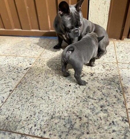 Hochwertige Französische Bulldoggen-Welpen suchen ein neues Zuhause
