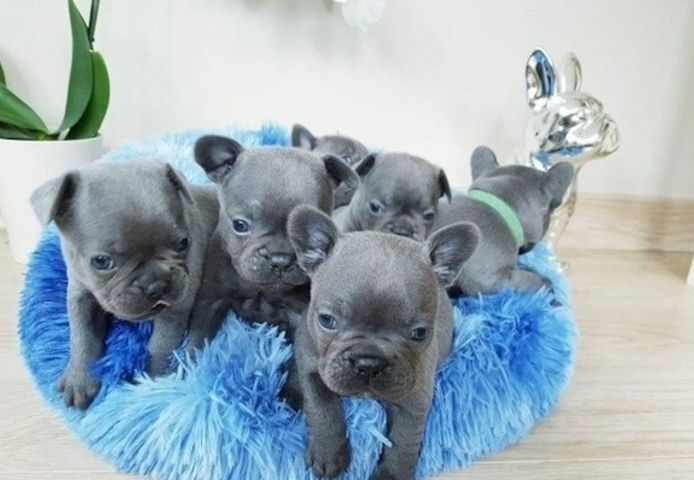 Blaue Französische Bulldoggen-Welpen ab sofort abzugeben