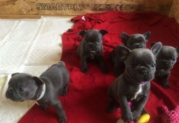 Blaue Französische Bulldoggen-Welpen ab sofort abzugeben