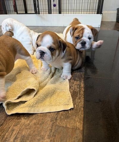 Englische Bulldoggen-Welpen suchen ein neues Zuhause
