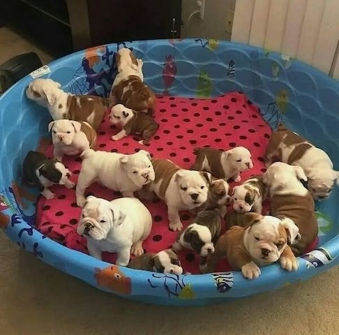 Englische Bulldoggen-Welpen suchen ein neues Zuhause