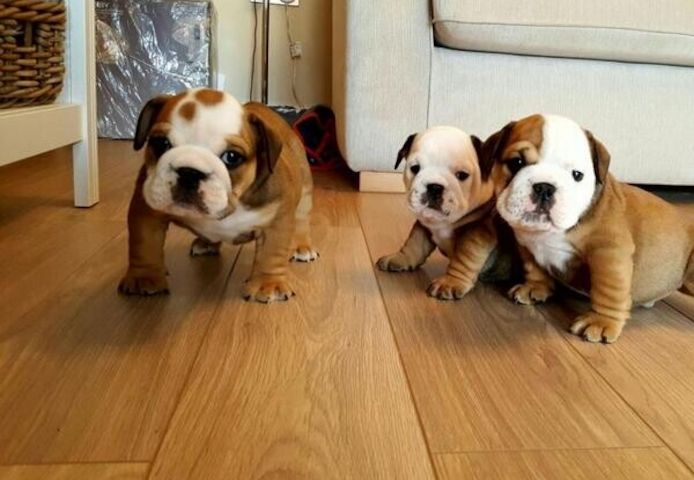 Englische Bulldoggen-Welpen in Berlin kaufen