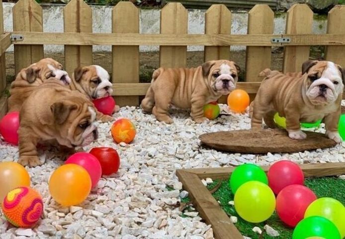 Englische Bulldoggen-Welpen suchen ein neues Zuhause