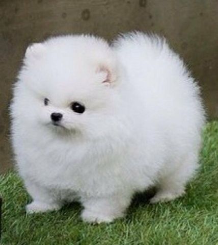 Pomeranian-Welpen. WhatsApp: +44 7469 456352