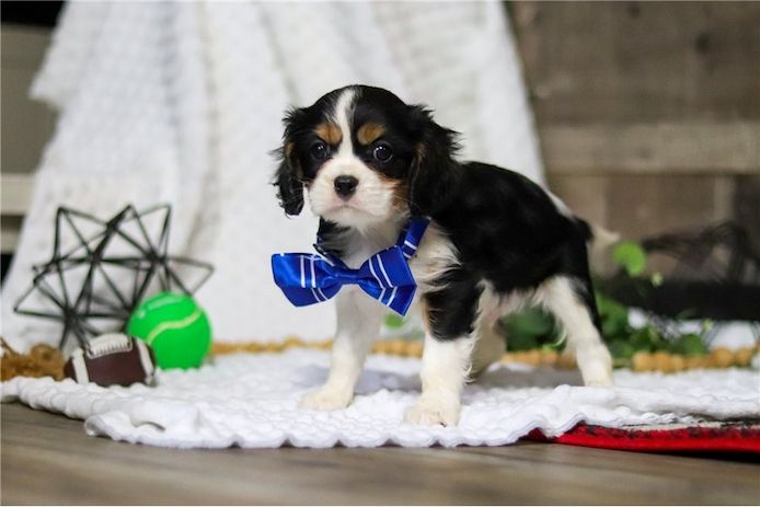 Cavalier King Charles Welpen. WhatsApp: +44 7469 456352