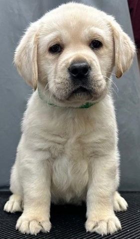 Labrador Welpen. WhatsApp: +44 7469 456352
