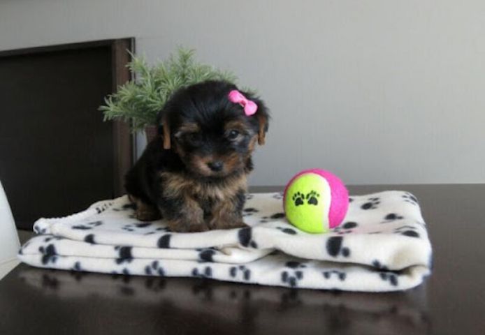 Yorkshire Terrier Welpen. WhatsApp: +44 7469 456352