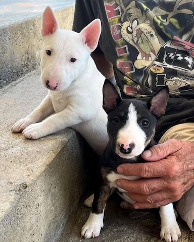 Männliche und weibliche Bullterrier-Welpen