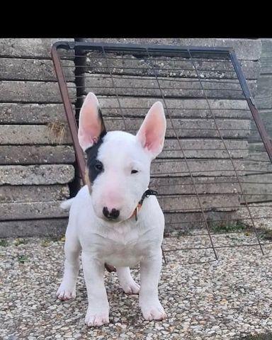 Männliche und weibliche Bullterrier-Welpen