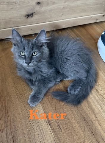7 sehr zutrauliche Maine Coon Kitten