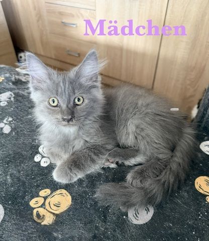 7 sehr zutrauliche Maine Coon Kitten