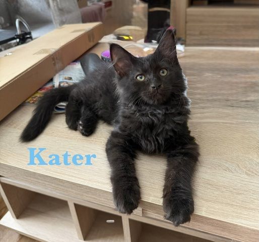 7 sehr zutrauliche Maine Coon Kitten