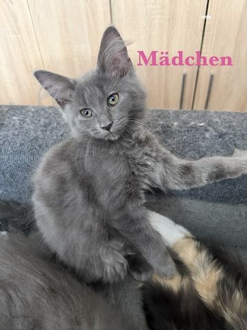 7 sehr zutrauliche Maine Coon Kitten