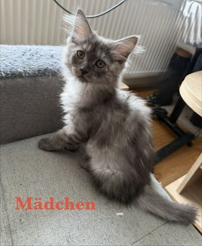 7 sehr zutrauliche Maine Coon Kitten