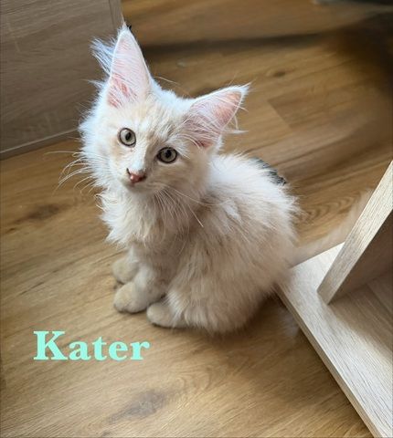 7 sehr zutrauliche Maine Coon Kitten