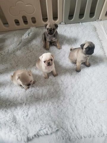 Süße Mops-Welpen zu verkaufen