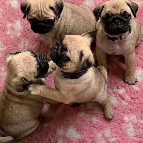 Hervorragende Mops-Welpen zu verkaufen.