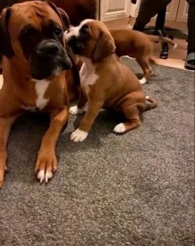 Süße Boxer-Welpen zu verkaufen.