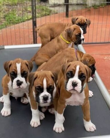 Süße Boxer-Welpen zu verkaufen.