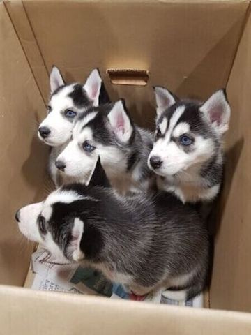 Siberian-Husky-Welpen