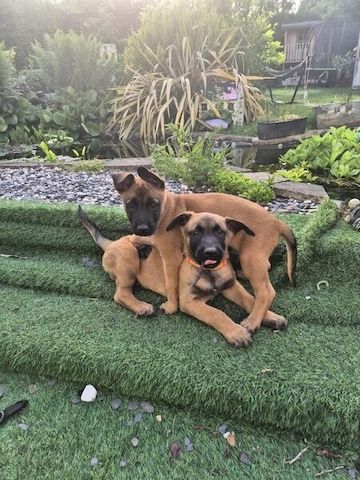Belgische-Malinois-Welpen zu verkaufen.