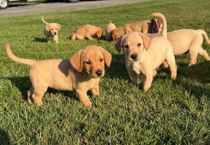 Labrador-Welpen zu verkaufen.