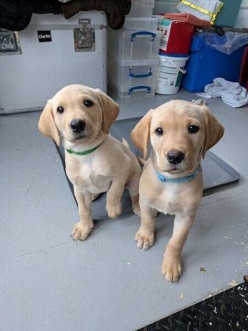 Labrador-Welpen zu verkaufen.