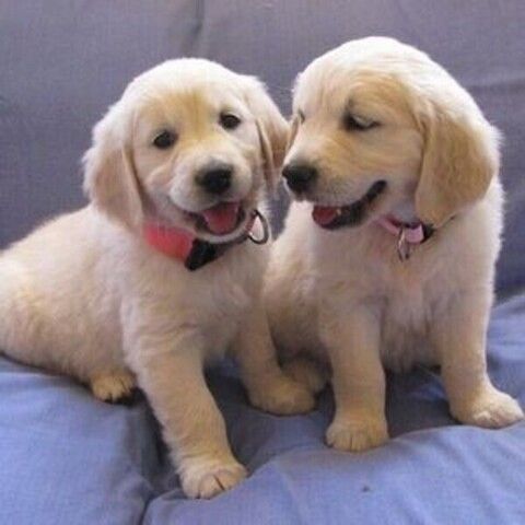 Gut erzogene Golden-Retriever-Welpen