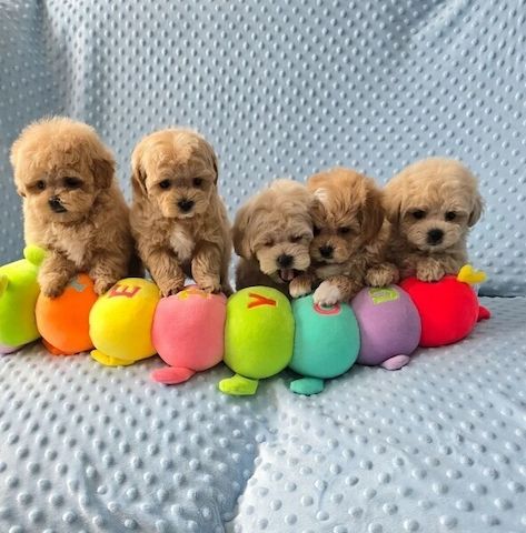 Gesunde Maltipoo-Welpen