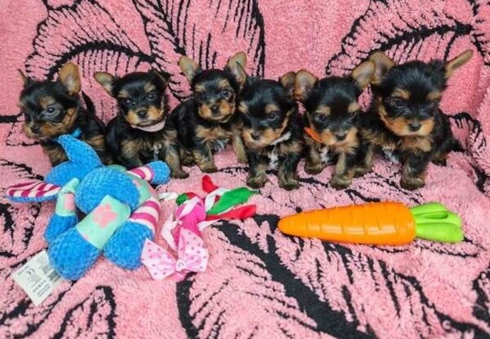 Winzige Yorkshire-Terrier-Welpen zu verkaufen