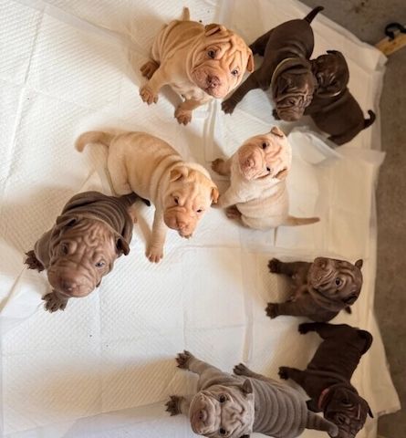 Gut sozialisierte Shar-Pei-Welpen zu verkaufen