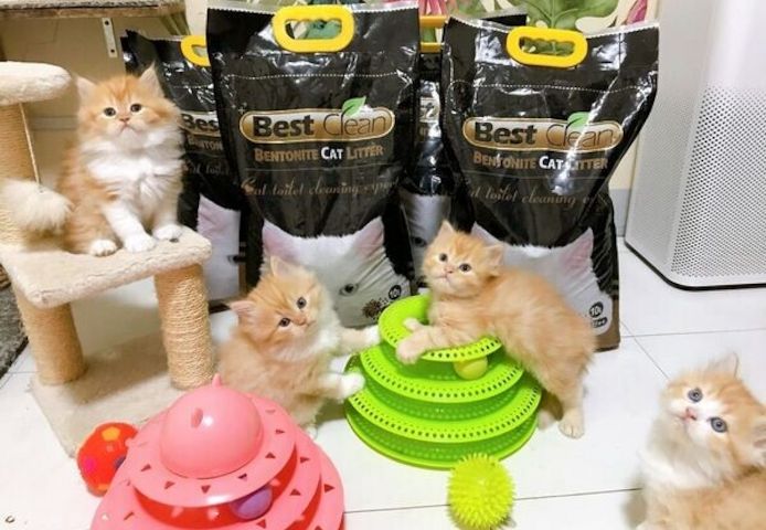 Exotic-Shorthair-Kätzchen