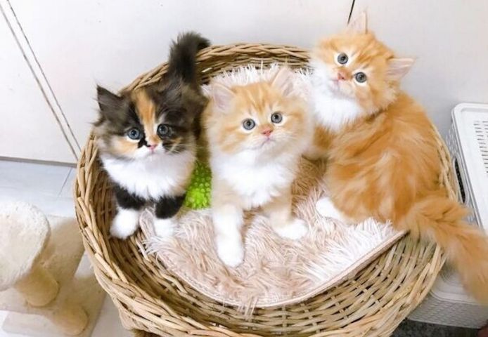 Exotic-Shorthair-Kätzchen