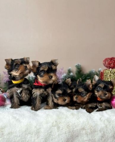 Wunderschöne Yorkie-Welpen zu verkaufen.
