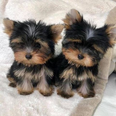Yorkie-Welpen zu verkaufen.