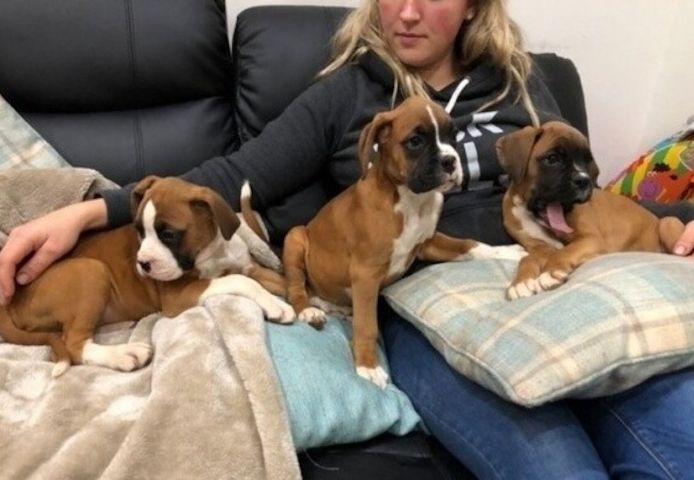 Tierärztlich untersuchte Boxer-Welpen suchen ein neues Zuhause.