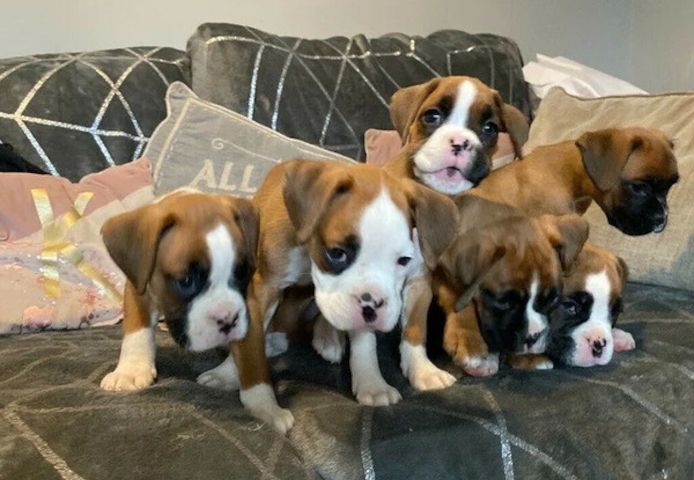 Hervorragende Boxer-Welpen suchen ein neues Zuhause.