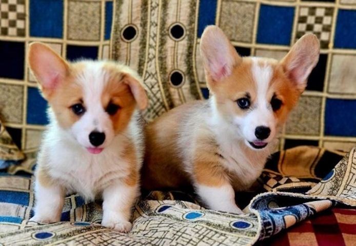 Wunderschöne, herzallerliebste Corgi-Welpen suchen ein liebevolles Zuhause für immer.