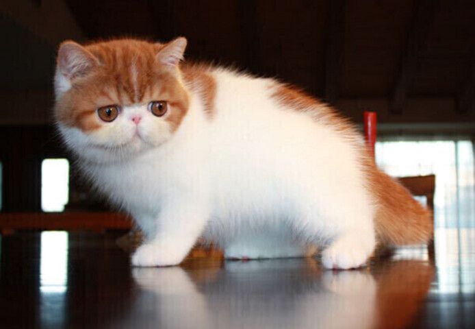 Exotic-Shorthair-Kätzchen suchen ein neues Zuhause