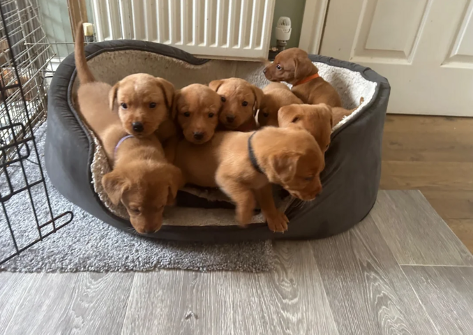 Golden-Labrador-Welpen suchen ein neues Zuhause