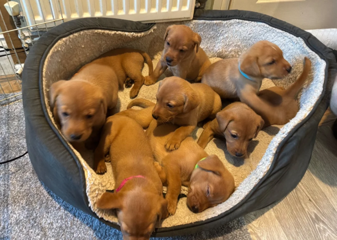 Golden-Labrador-Welpen suchen ein neues Zuhause