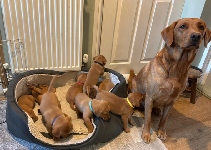 Golden-Labrador-Welpen suchen ein neues Zuhause