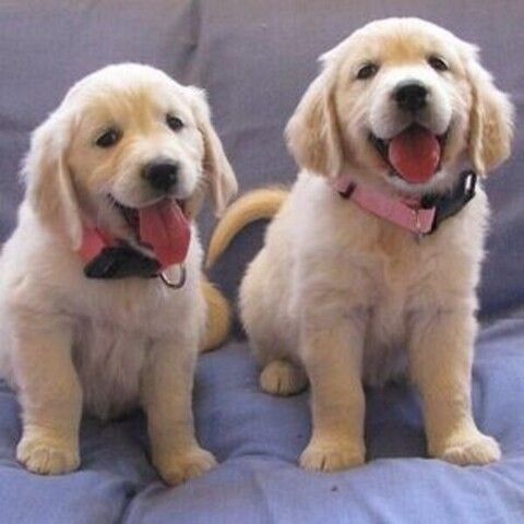 Golden-Retriever-Welpen suchen ein neues Zuhause