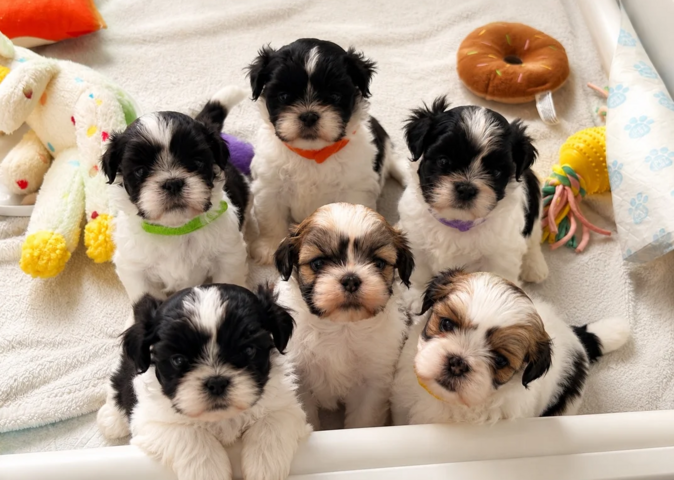 Lhasa-Apso-Welpen suchen ein neues Zuhause