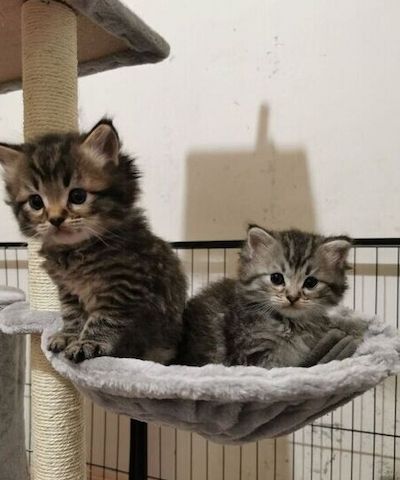 Maine-Coon-Kätzchen suchen ein neues Zuhause