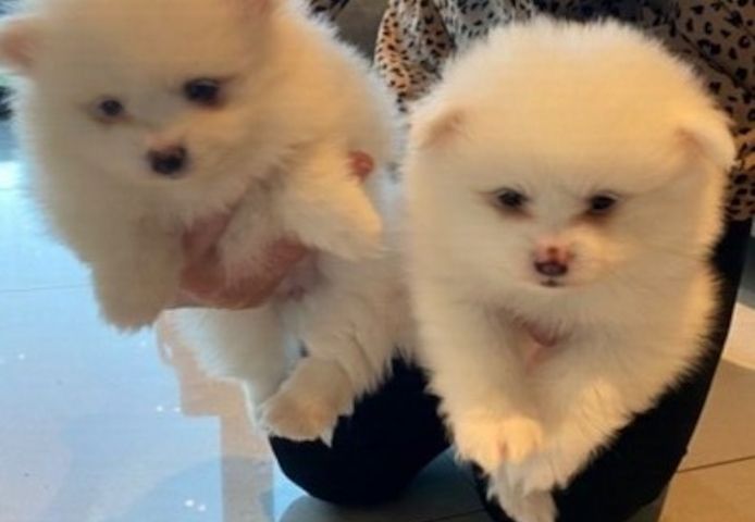 Zwergspitz-Welpen (Pomeranian) suchen ein neues Zuhause