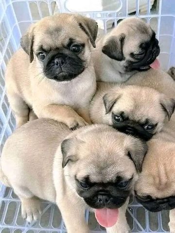 Mops-Welpen suchen ein neues Zuhause